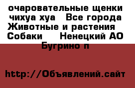 очаровательные щенки чихуа-хуа - Все города Животные и растения » Собаки   . Ненецкий АО,Бугрино п.